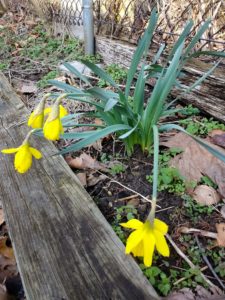 the saddest daffodils